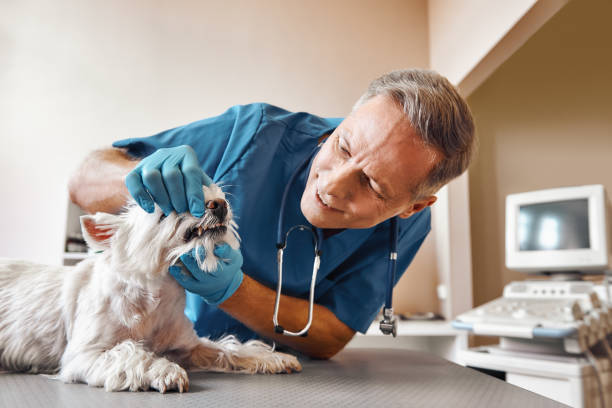 Best Emergency Root Canal Therapy in Wahneta, FL